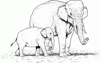 Coloring book pages of elephants