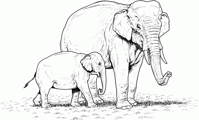 Coloring book pages of elephants